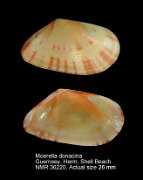 Moerella donacina (3)